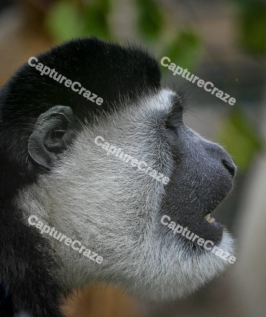 Black and White Colobus Monkey